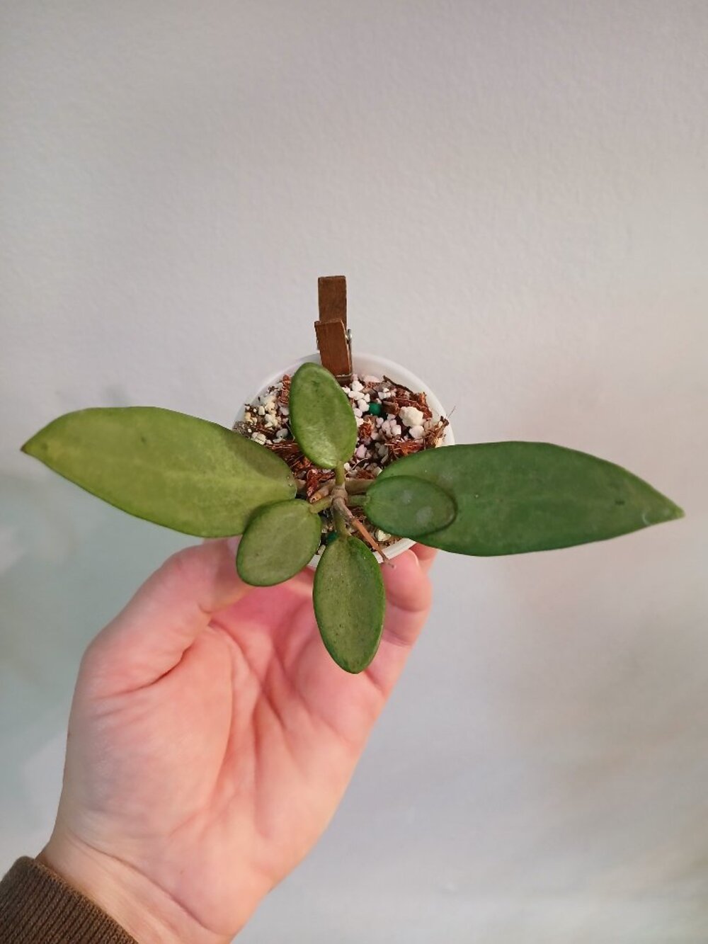 Hoya Silver Lady